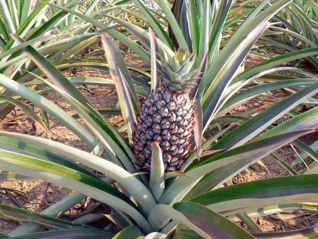 Ananas comosus Abacaxi seeds for growing tropical pineapples