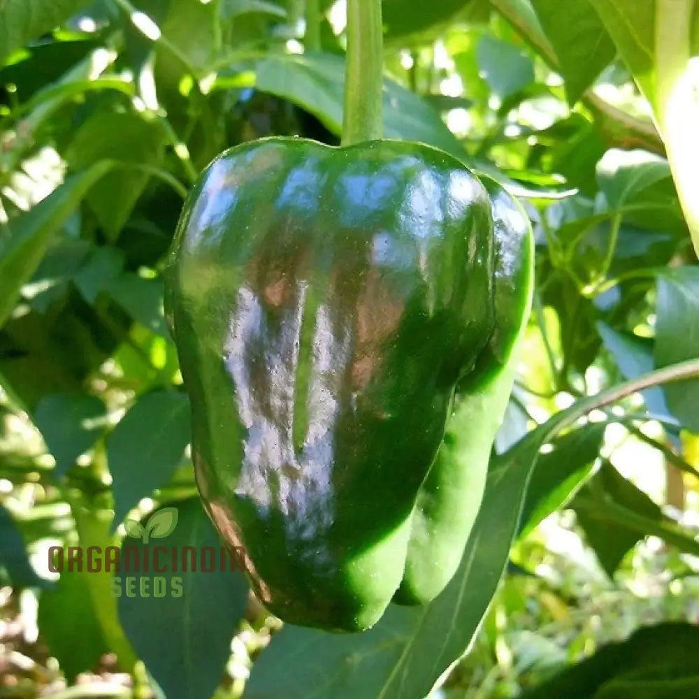 Mature Ancho Gigantea Pepper Plant from Seeds, Large Red Peppers