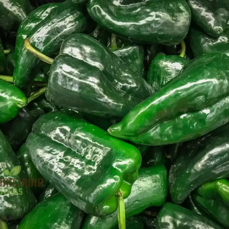 Ancho Gigantea Pepper Seeds for Garden, Premium Culinary Pepper Seeds