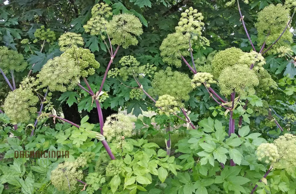 Angelica Holy Ghost Seeds For Planting Premium Quality Gardening Perfect A Thriving And Lush Garden