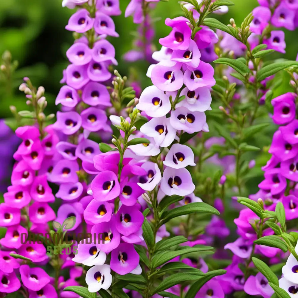 Angelonia Seeds Ideal for Landscaping and Garden Borders