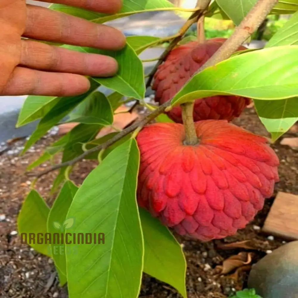 Annona reticulata fruit tree seeds for tropical home gardens