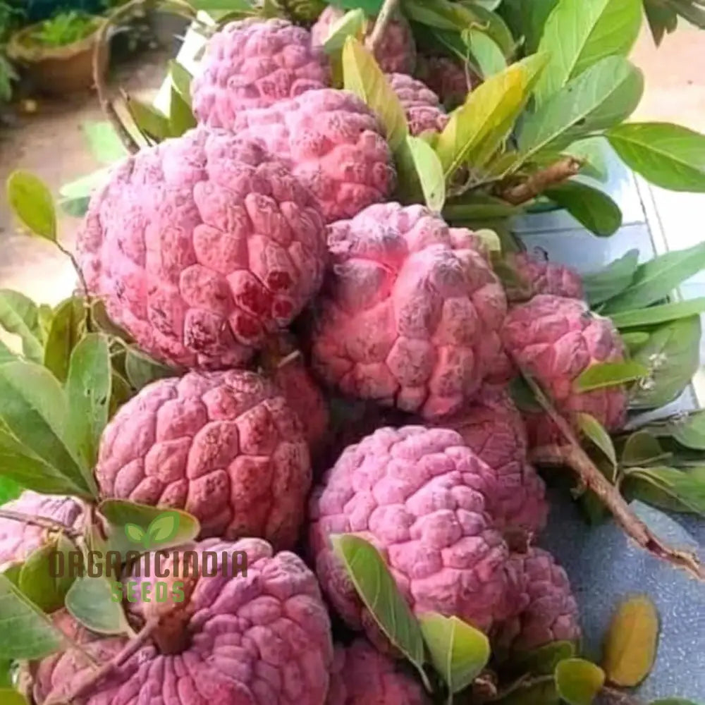 Annona reticulata red custard apple seeds for home gardens