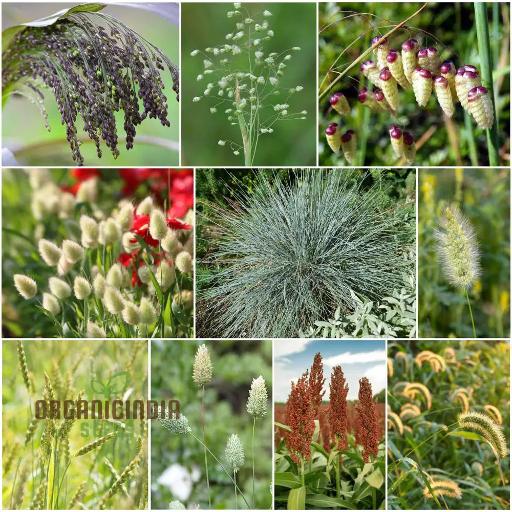 Annual Ornamental Grass Mix Seeds for Planting Vibrant Garden Grasses