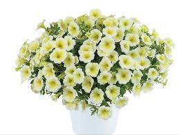 Annual Light Yellow Petunia Seeds for Long-Lasting Blooms