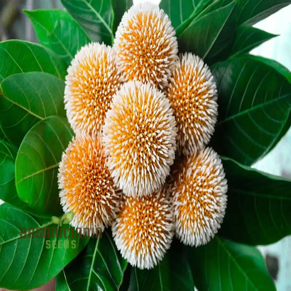 Anthocephalus Cadamba tree seeds high-quality Non-GMO