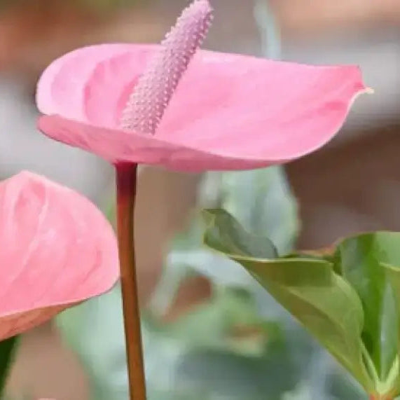 Pale Pink Anthurium Seedling, Easy-to-Grow Tropical Plant