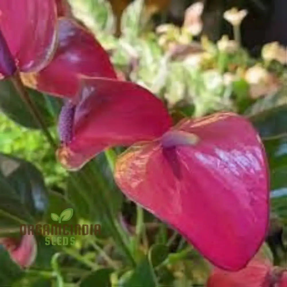 Anthurium Seeds for Indoor and Outdoor Garden Planting