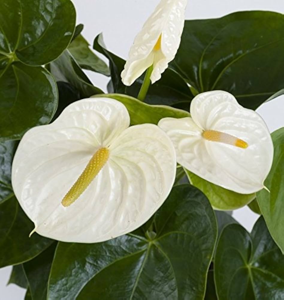 Anthurium White Bloom Seeds for Indoor Garden Décor