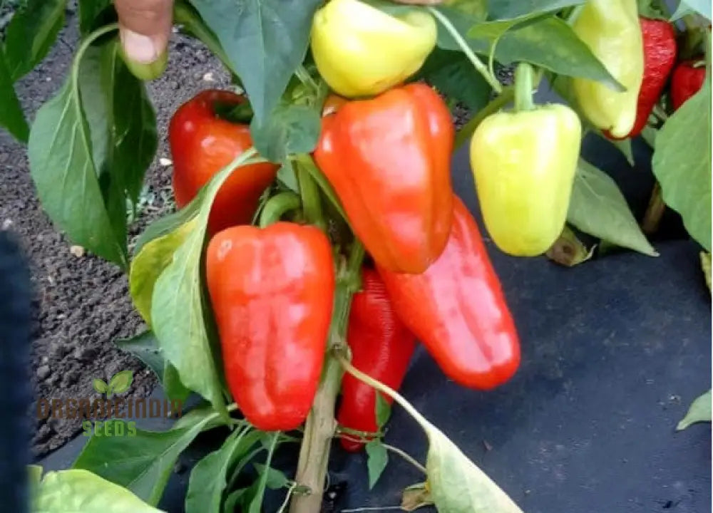 Antohi Romanian Pepper Fruits on Plant, Crisp Sweet Peppers