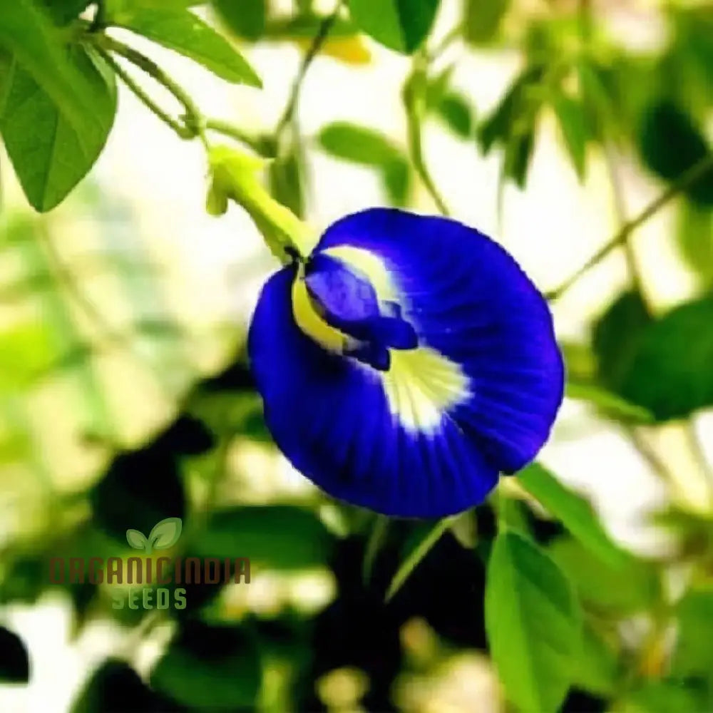 Aparajita Mixed Color Flower Seeds for Vibrant Garden Blooms