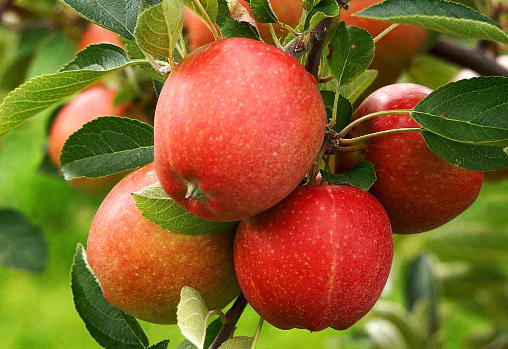 Organic Apple Tree Seeds for Home Garden and Orchards