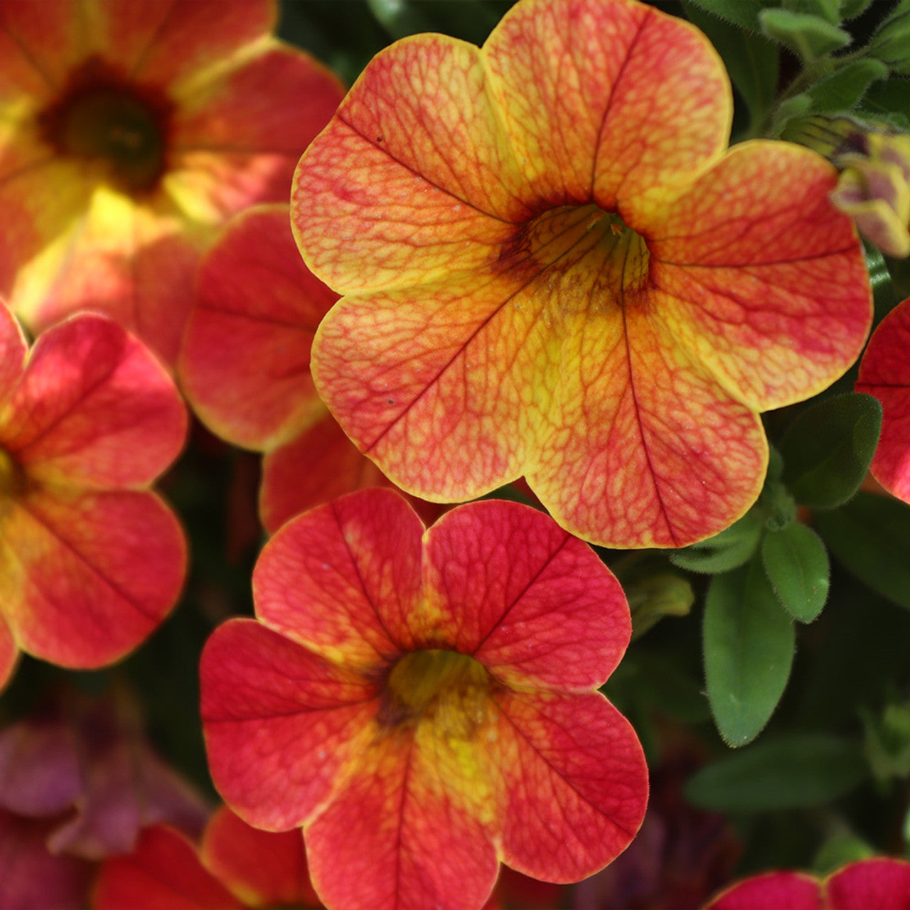 Apricot petunia seeds warm peach flowers for gardens