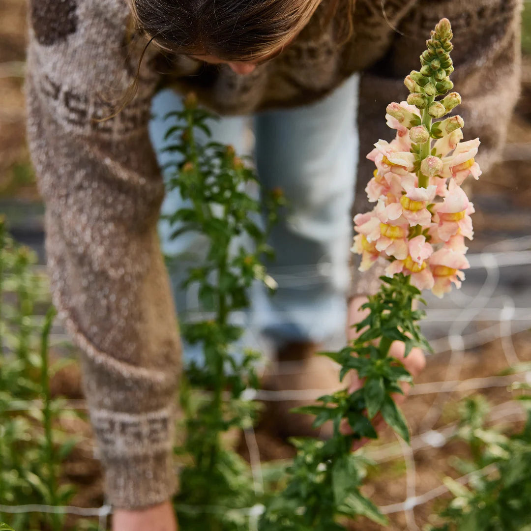 Apricot Snapdragon Seeds for Garden Borders and Beds