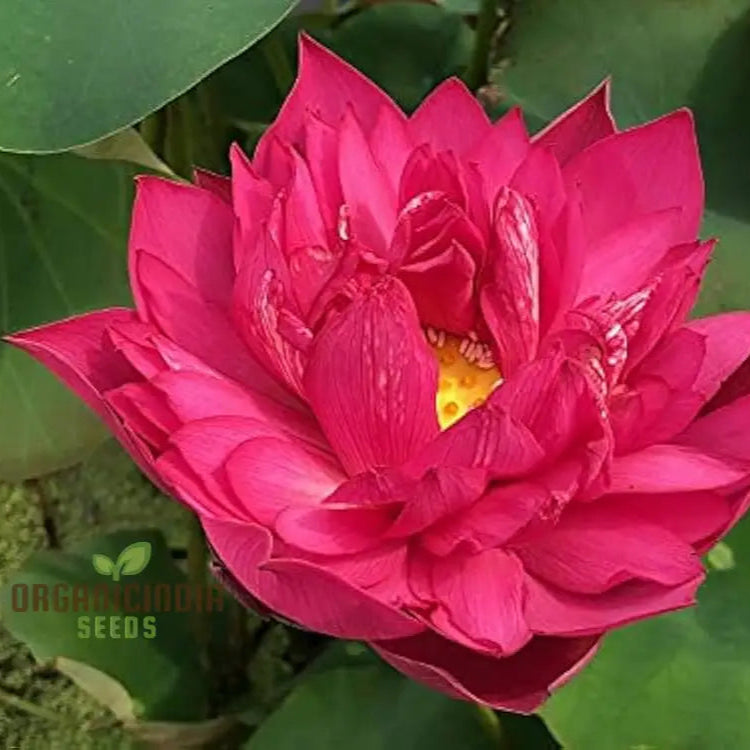 Aquatic Lotus Seeds (Nelumbo Nucifera Crimson) Comprehensive Guide For Planting And Growing Vibrant