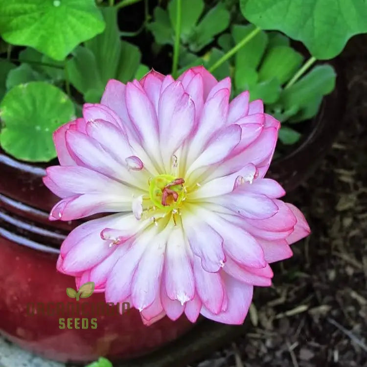 Aquatic lotus seeds pink blooms for backyard ponds