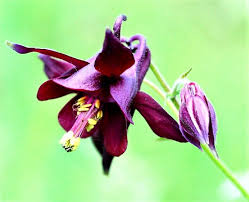Aquilegia Atrata Bloom Seeds for Colorful Spring Gardens