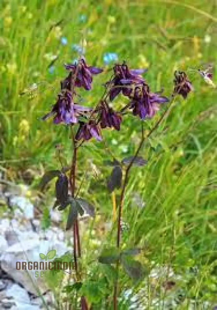 Aquilegia Atrata Perennial Seeds for Woodland Gardens