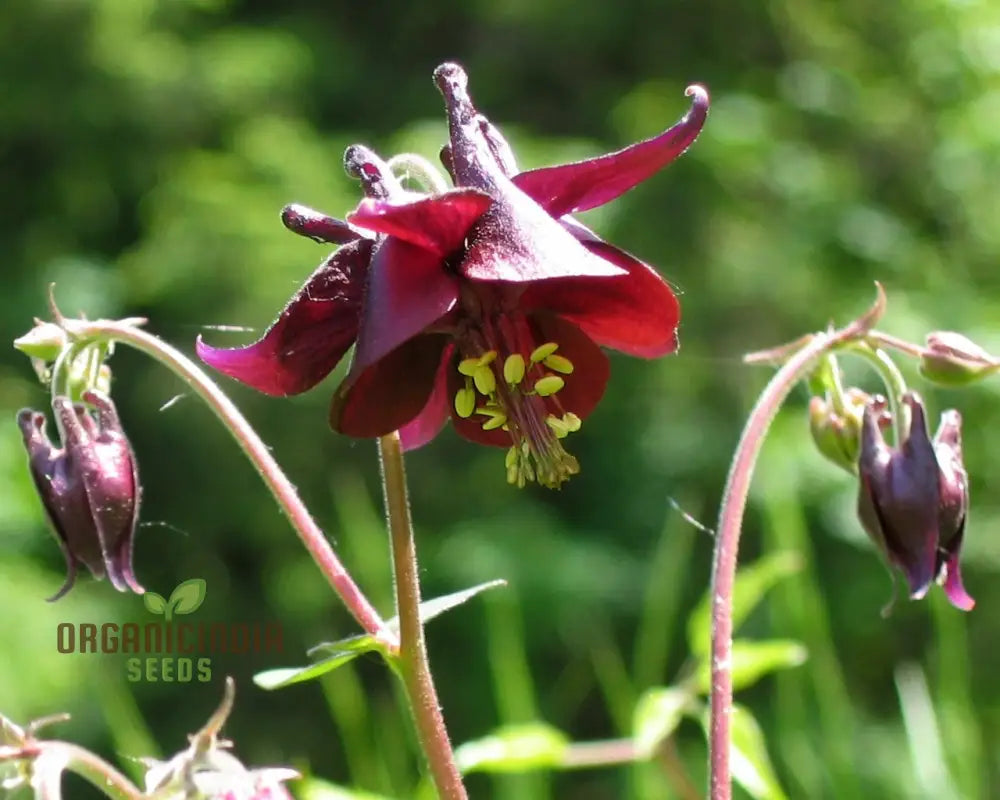 Rare Aquilegia Atrata Seeds for Exotic Dark Columbine Blooms
