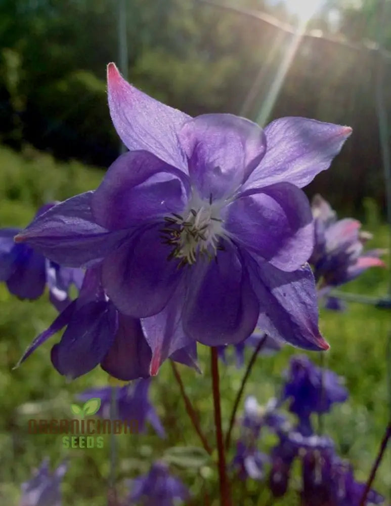 Aquilegia Blue Flamingo Flower Seeds for Perennial Garden Blooms