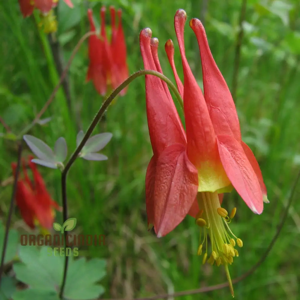 Aquilegia Canadensis Flower Seeds for Hardy Columbine Gardening