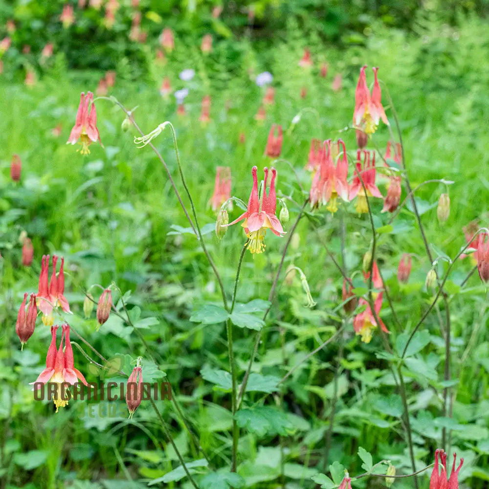 Aquilegia Canadensis Perennial Seeds for Garden Borders