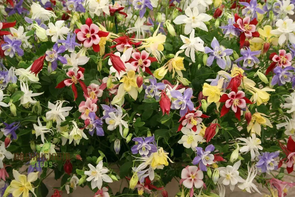 Aquilegia Cottage Garden Mix Seeds - Premium Gardening For Beautiful Gardens