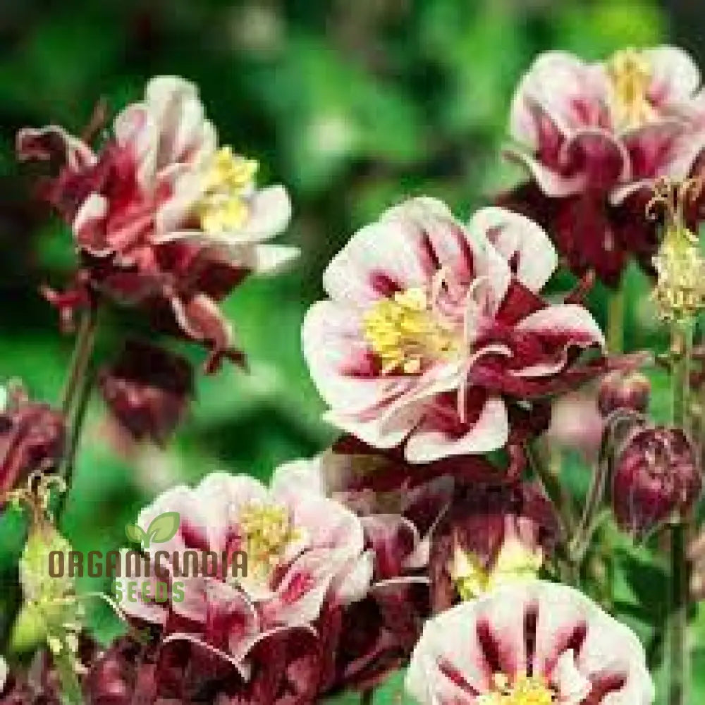 Aquilegia Cottage Garden Mix Seeds - Premium Gardening For Beautiful Gardens