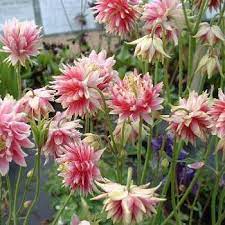 Aquilegia Nora Barlow Perennial Seeds for Early Summer Blossoms