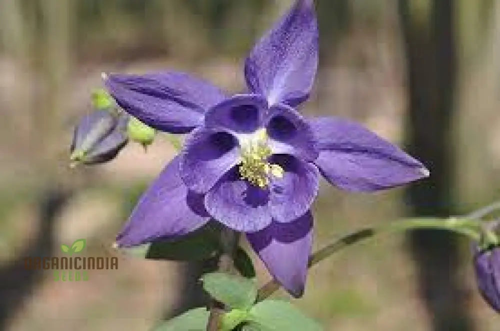 Aquilegia Vulgaris Blue Flower Seeds for Spring Blooming