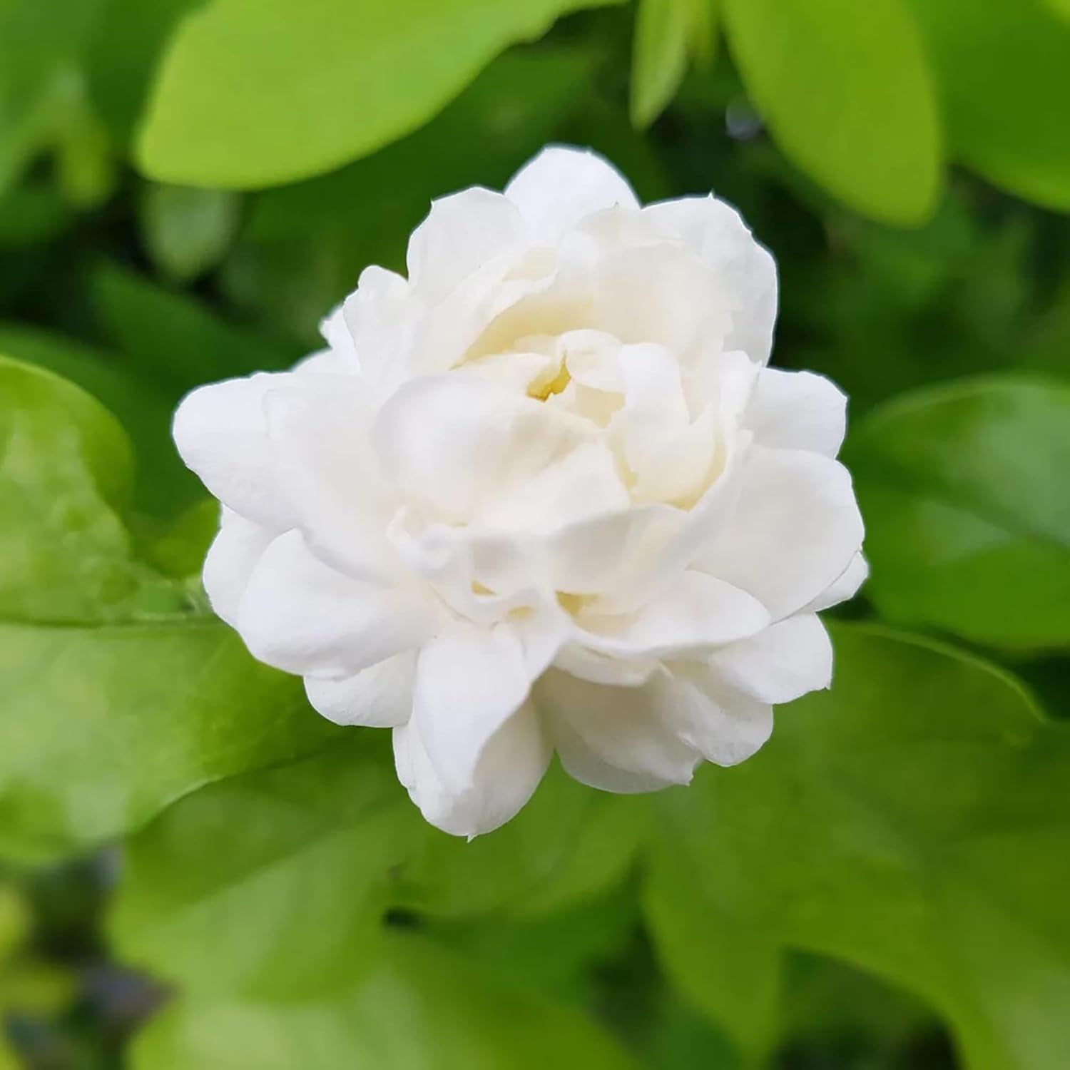 Arabian Jasmine Growing in Patio Container Garden
