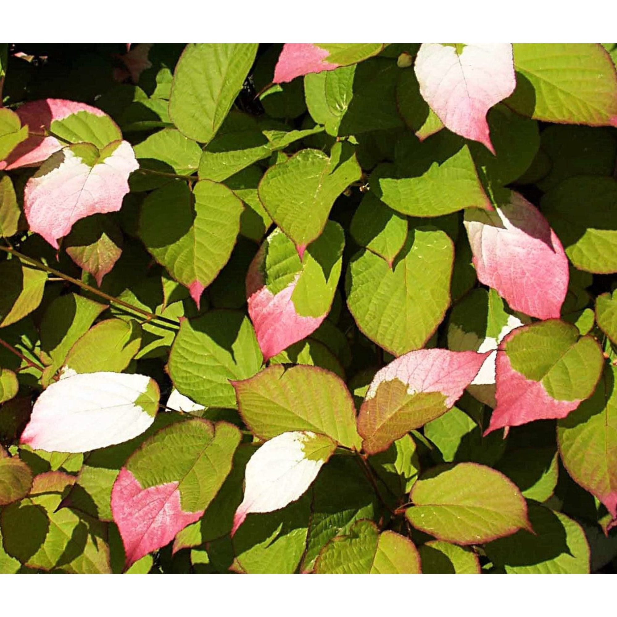 Ornamental kiwi vine with pink and white variegated leaves