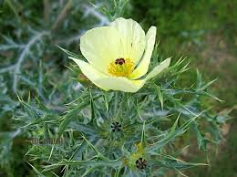Yellow Argemone Ochroleuca Flower Seeds for Garden Planting