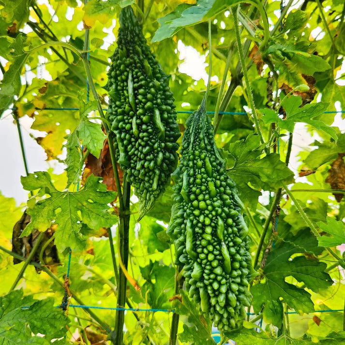 Arka Harit Bitter Gourd Plant from High-Yield Seeds