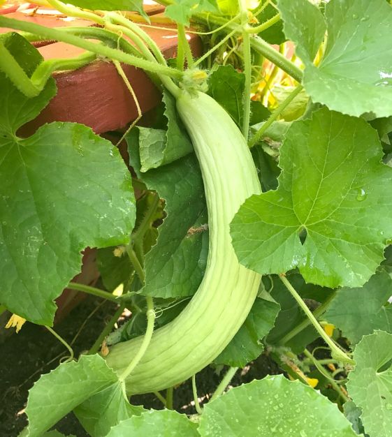 Harvested Armenian Cucumbers from Seeds, Crisp and Sweet Garden Vegetables
