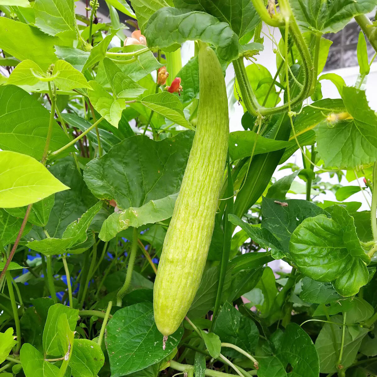 Armenian Cucumber Seeds for Home Garden, Heirloom Crisp and Sweet Cucumbers