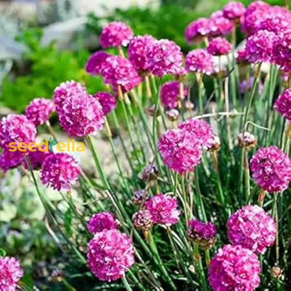 Armeria Maritima Flower Seeds for Coastal Garden Planting