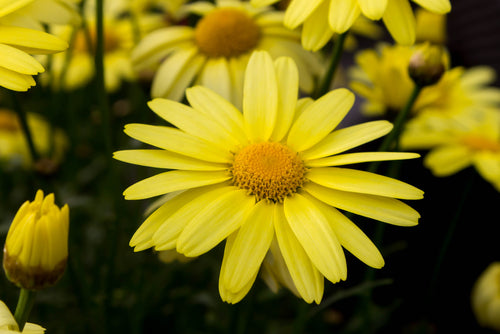 Graines de fleurs d'aster jaune, fleurs dorées éclatantes, facile à cultiver, non-OGM