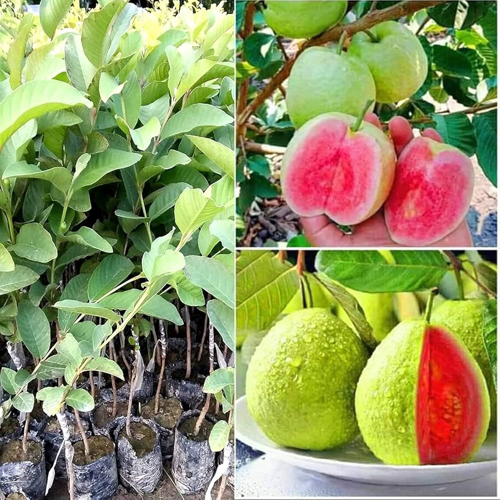 Aromatic tropical Vietnamese Pink Guava fruit seed pack