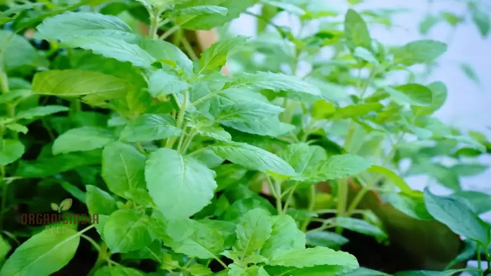 Aromatic Tulsi Basil Seeds for Garden and Indoor Growing