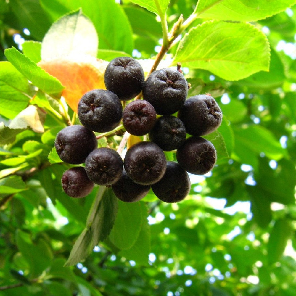 Aronia berries ripening on green branches