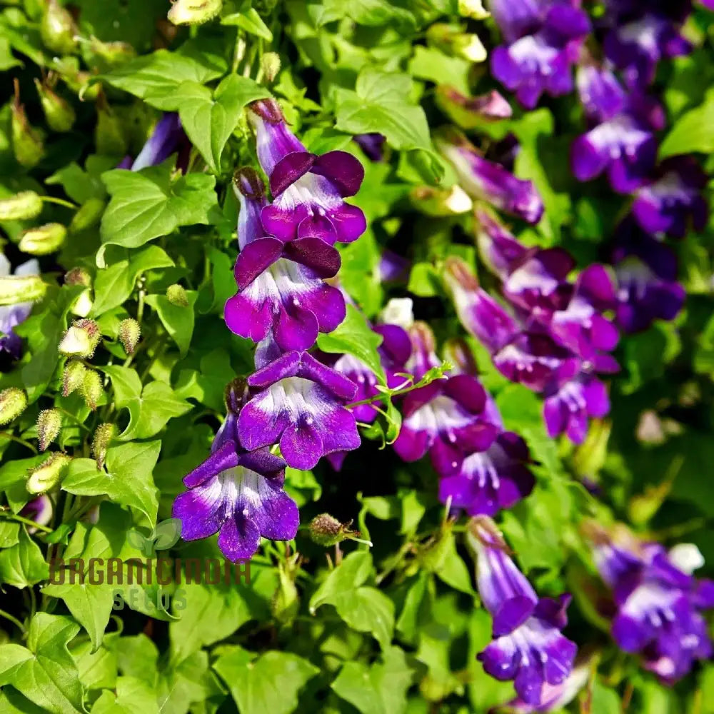 Asarina scandens Joan Lorraine seeds for planting climbing vines