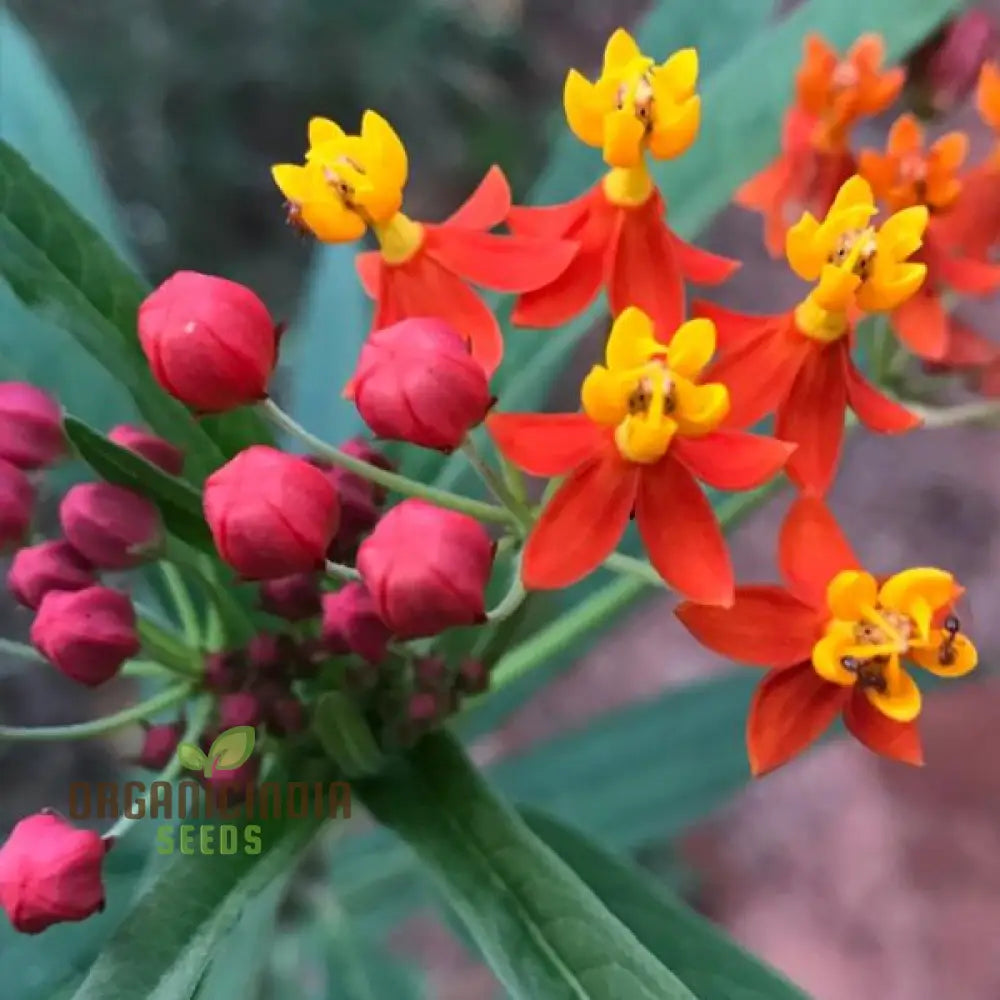 Asclepias milkweed seeds for Monarch butterfly gardens