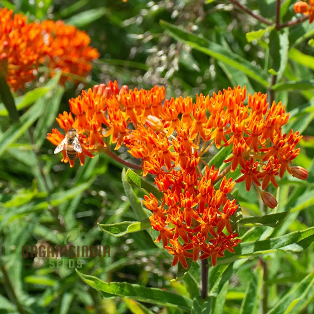Asclepias milkweed seeds for planting outdoor garden