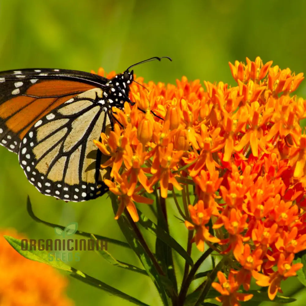 Asclepias seeds plant growth stages in garden