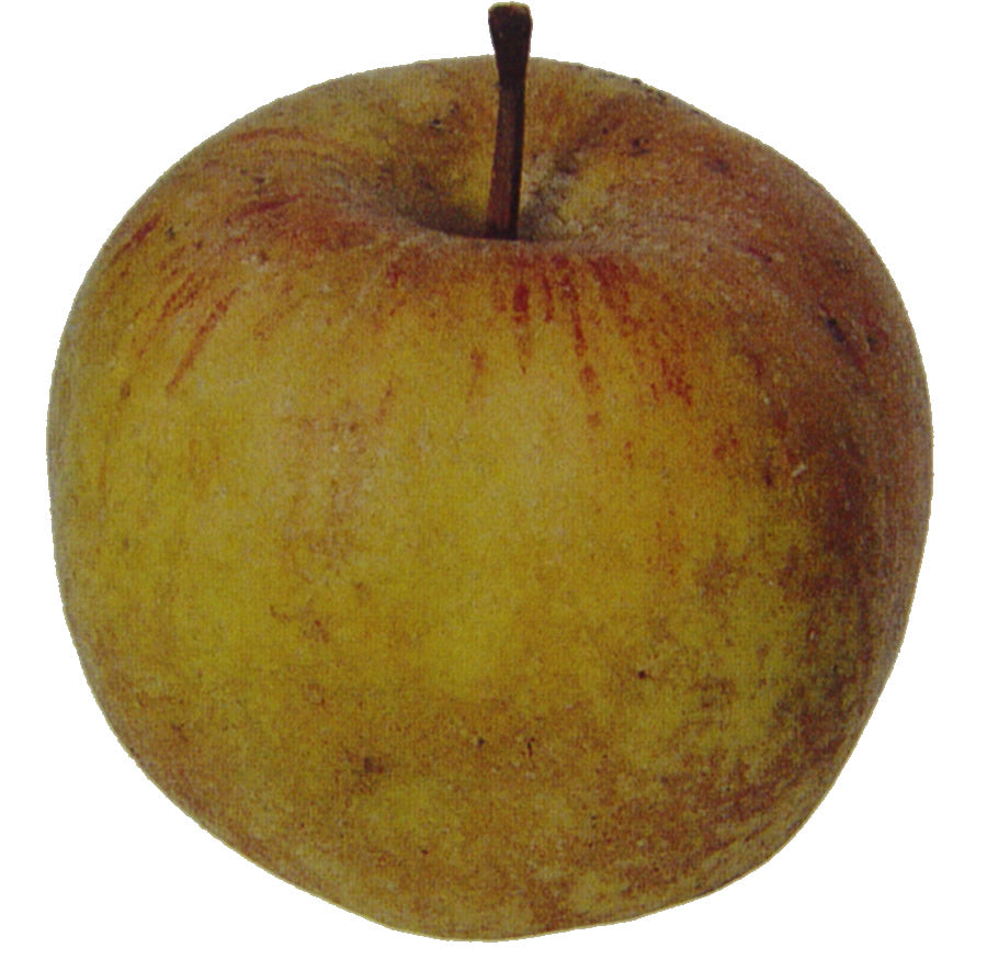 Semillas de manzana Ashmead’s Kernel para plantar – Manzanas dulce-ácidas