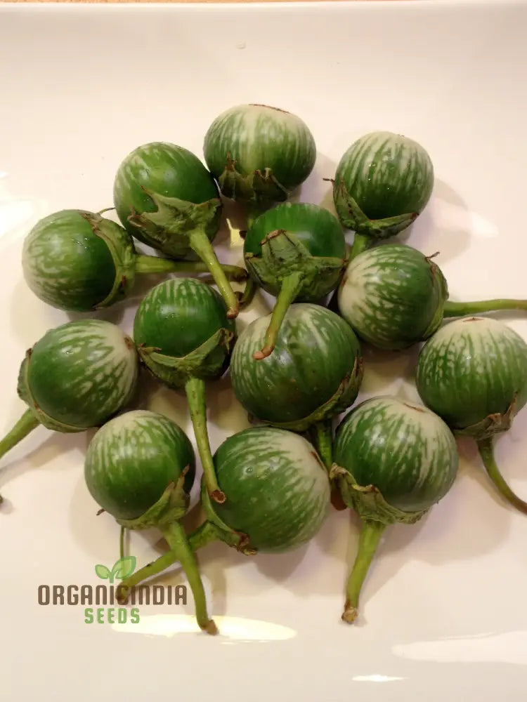 Tender Asian Mini Green F1 Eggplants from Seeds, Compact Vegetable Variety