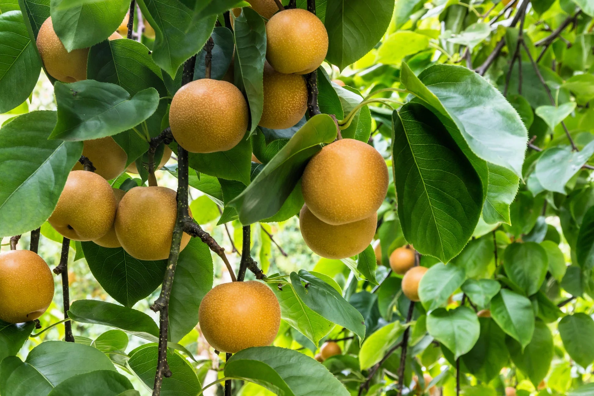 Asian pear trees in backyard home orchard