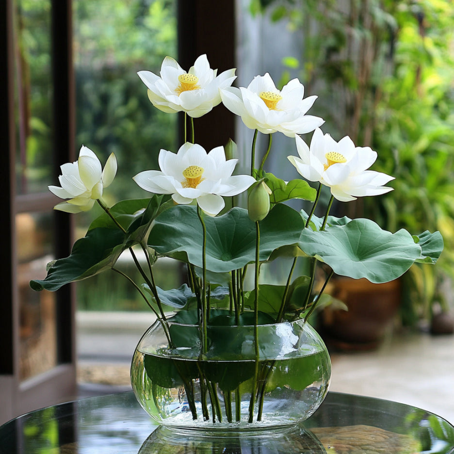 Asiatic White Lotus seeds for planting