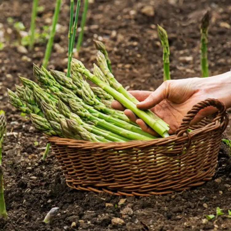 Mature Connover's Colossal Asparagus Plant, Giant Upright Spears